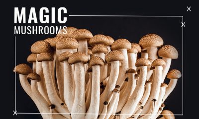Psilocybin/Magic Mushrooms