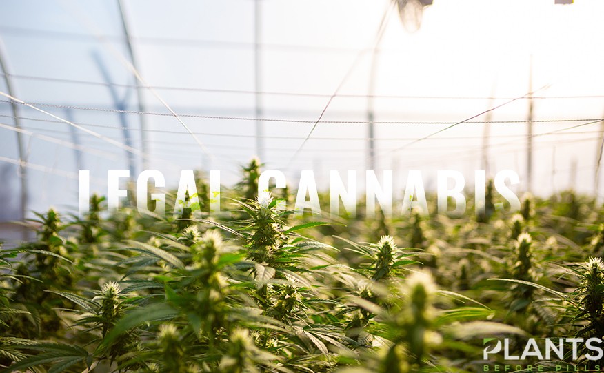Canberra Legalizes Cannabis