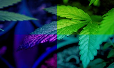 How to Make it Big in the Cannabis Industry