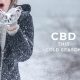 Cold Season Activities to Do with CBDCold Season Activities to Do with CBD