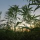 Hemp, Where Hemp is Grown
