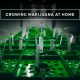 Guide to Growing Marijuana at Home