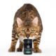 CBD for Cats
