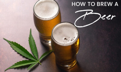 Brewing with CBD Beer
