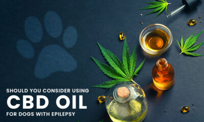 Should You Consider Using CBD for Dogs with Epilepsy