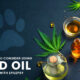 Should You Consider Using CBD for Dogs with Epilepsy