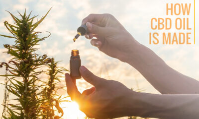 CBD Oil Is Made