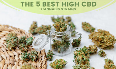 Best High-CBD Cannabis Strains