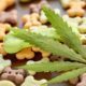 What CBD Can Do for Shelter Pets
