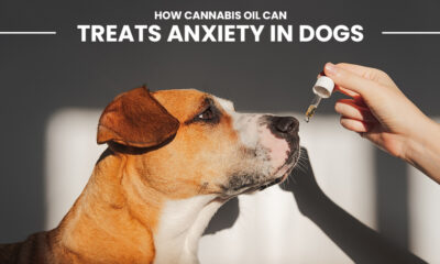 Cannabis Oil Can Treat Anxiety in Dogs