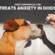 Cannabis Oil Can Treat Anxiety in Dogs
