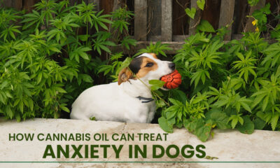 Cannabis Oil Can Treat Anxiety in Dogs