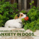 Cannabis Oil Can Treat Anxiety in Dogs
