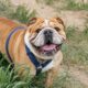 What to Do When Your Pet is Exposed to Delta-8