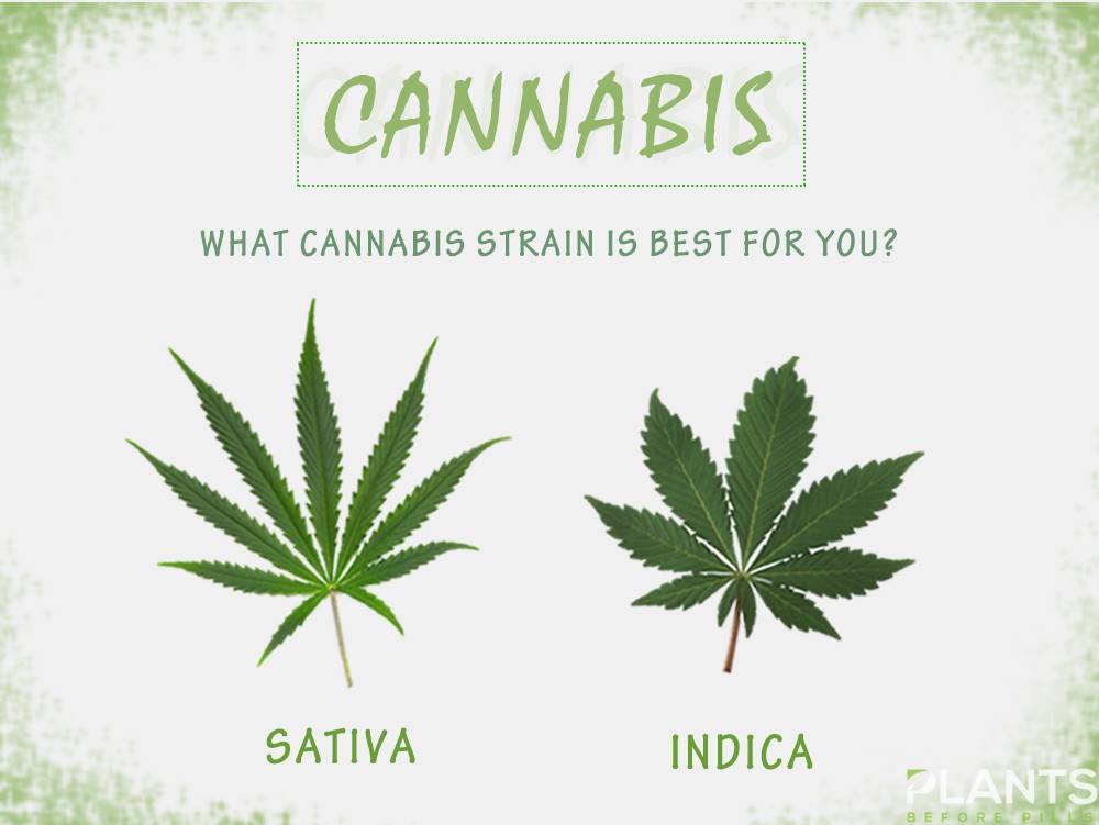 Cannabis Strains To Try