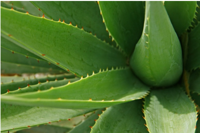 Aloe Vera Plant