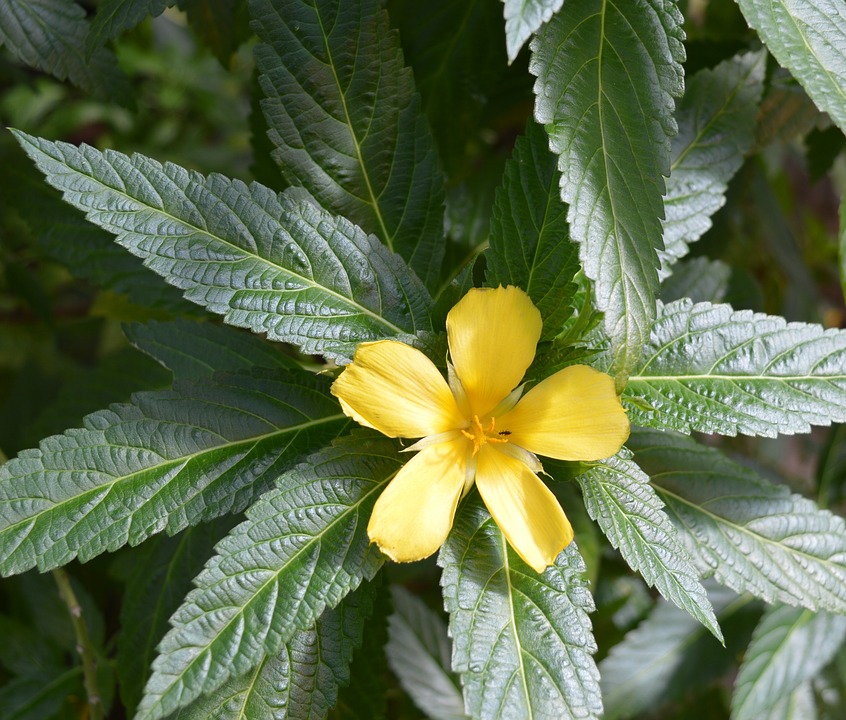 Damiana Flower