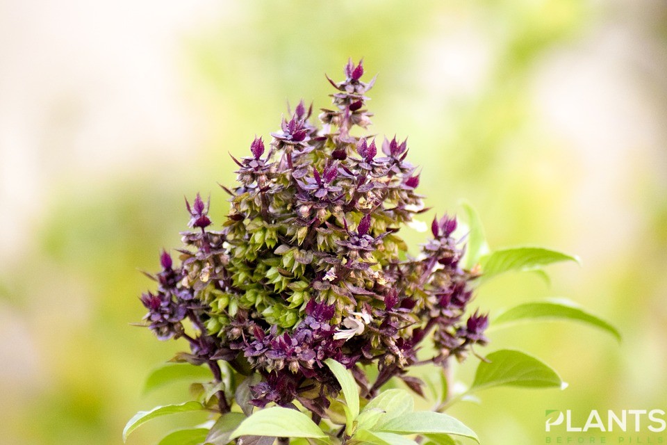 Holy Basil Plant