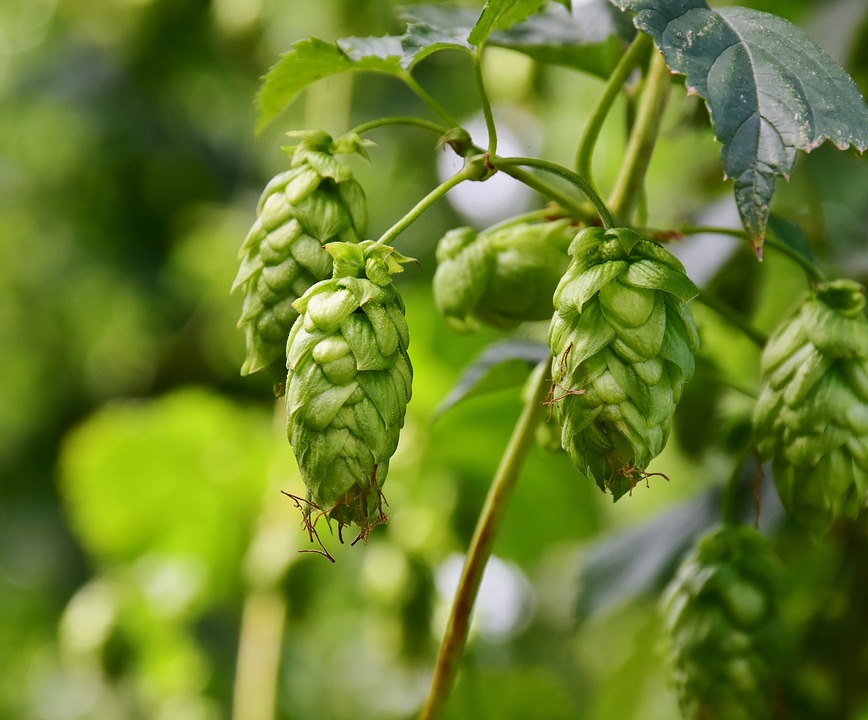 Hops Plant