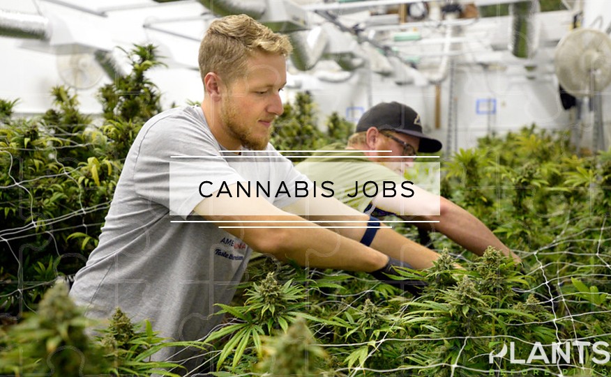 Cannabis Jobs