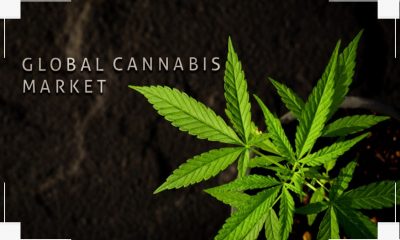 Growth in Cannabis Industry
