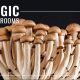 Psilocybin/Magic Mushrooms