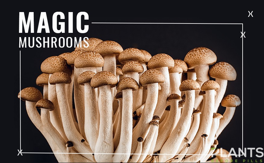 Psilocybin/Magic Mushrooms