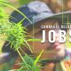 Cannabis Jobs