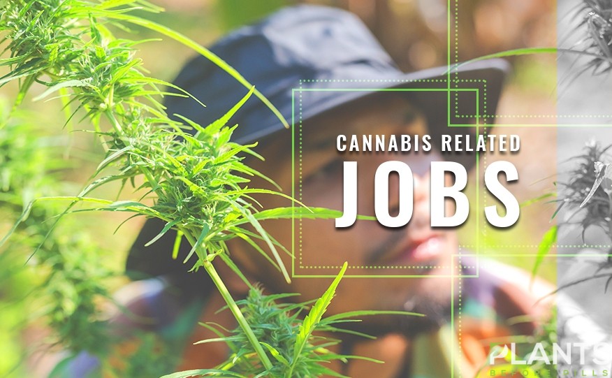 Cannabis Jobs