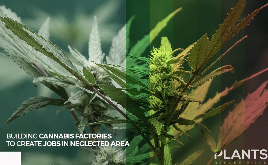 Cannabis Factories