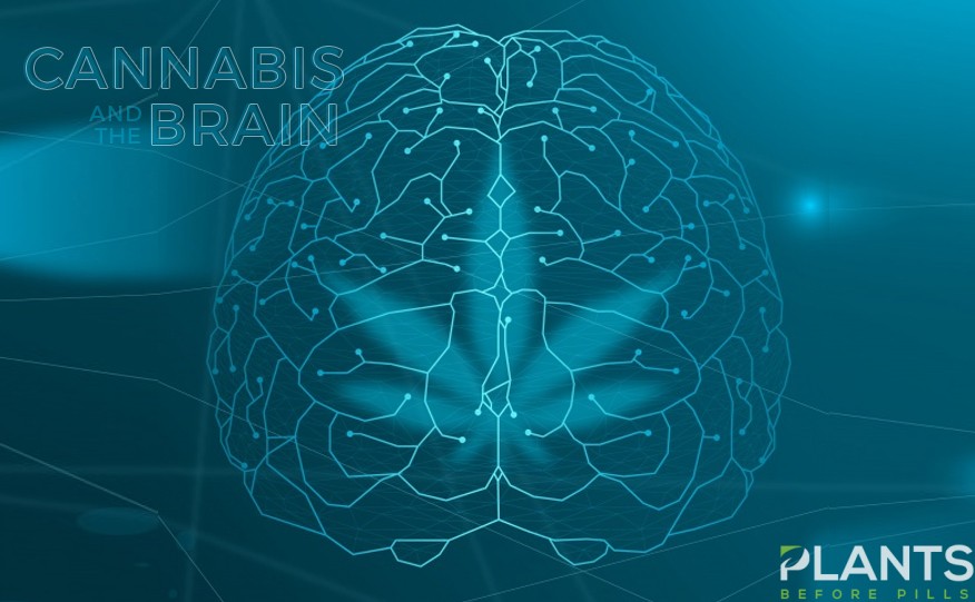 Cannabis and the Brain