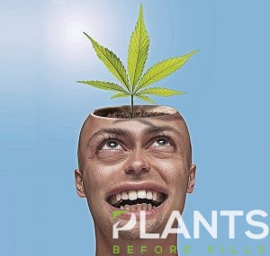 Human Brain and Cannabis