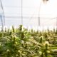 Canberra Legalizes Cannabis