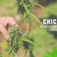 Chicago's Recreational Marijuana Zoning Ordinance