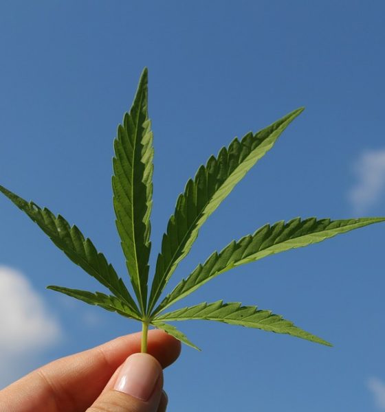 Canada Cannabis 2.0