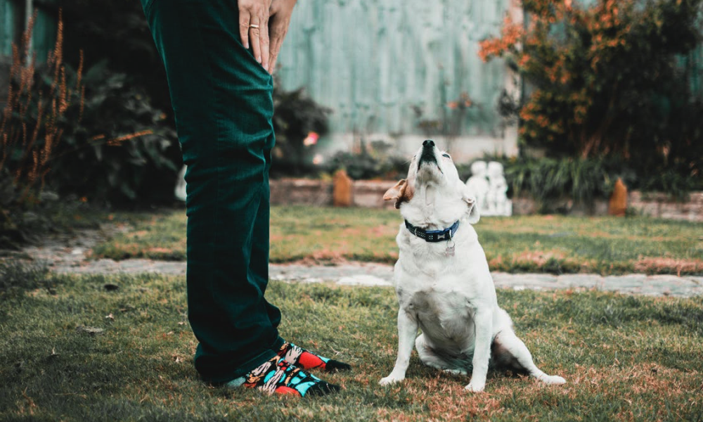 Canine Lymphoma