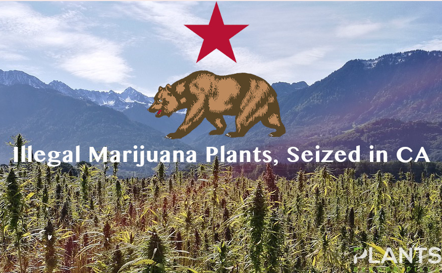 Illegal Marijuana Plants Seized in California