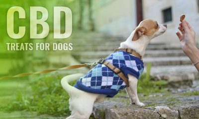 CBD Treats For Dogs