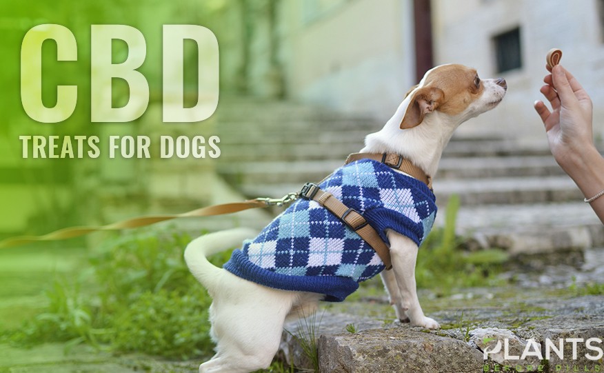 CBD Treats For Dogs