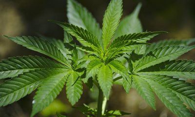 Cleveland City Council Marijuana Possession Decriminalized