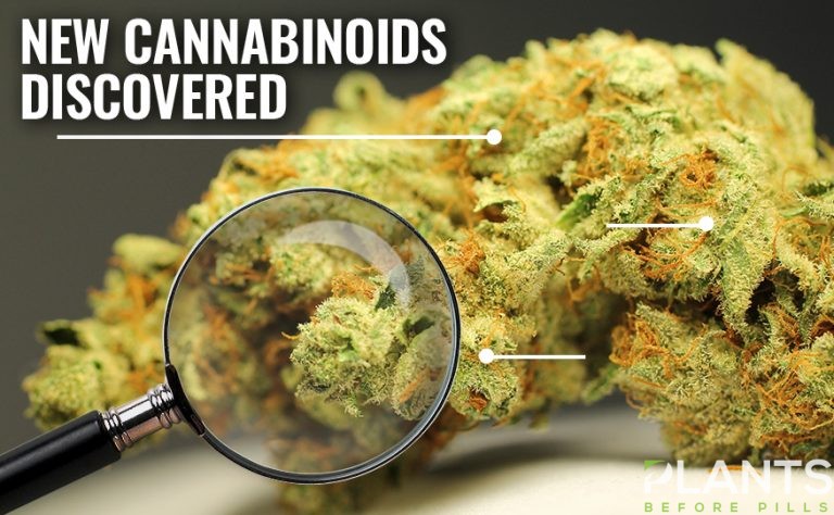 New Cannabinoids Discovered, One 30x More Potent Than THC - Plants ...