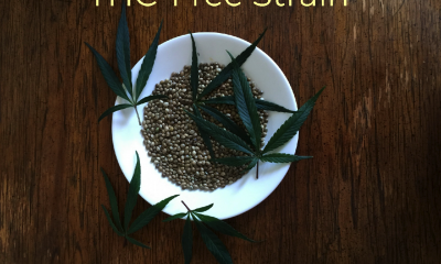 THC-Free Strain