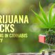 Marijuana Stocks, Cannabis Industry