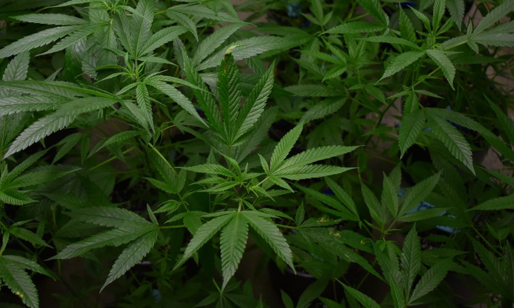 ACT Legalizes Recreational Cannabis