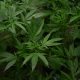 ACT Legalizes Recreational Cannabis
