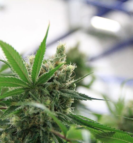 Medical Marijuana Law, Hawaii, Workers