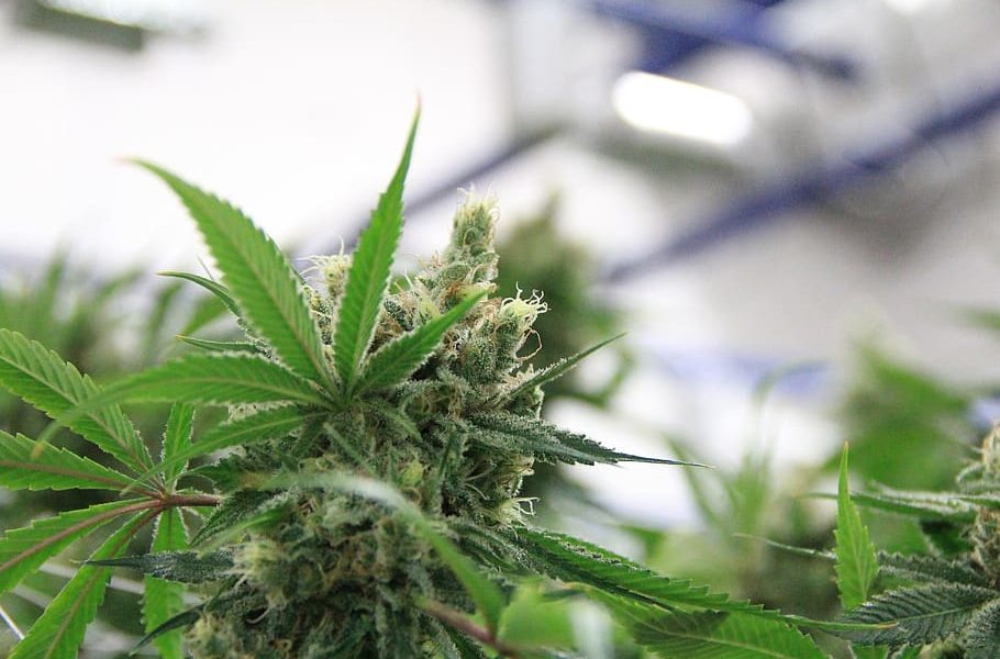 Medical Marijuana Law, Hawaii, Workers