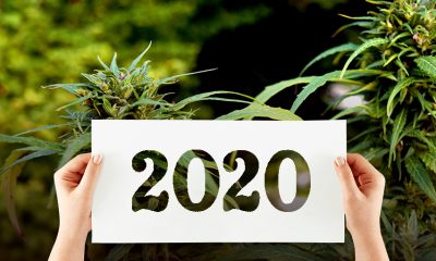 The Latest Cannabis Trends to Follow this 2020