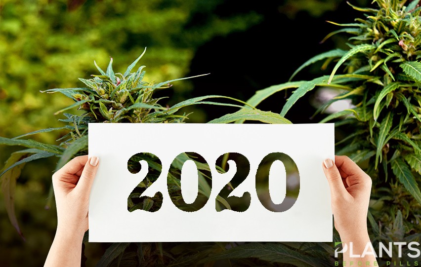 The Latest Cannabis Trends to Follow this 2020