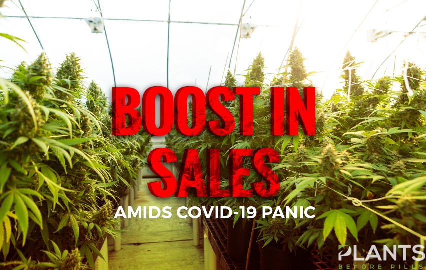 Cannabis Firms Experience Boost in Sales Amid Covid-19 Panic